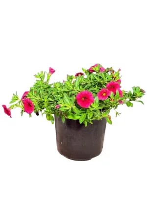 Calibrachoa Colibri "Malibu Pink Million Bells" 15cmPot