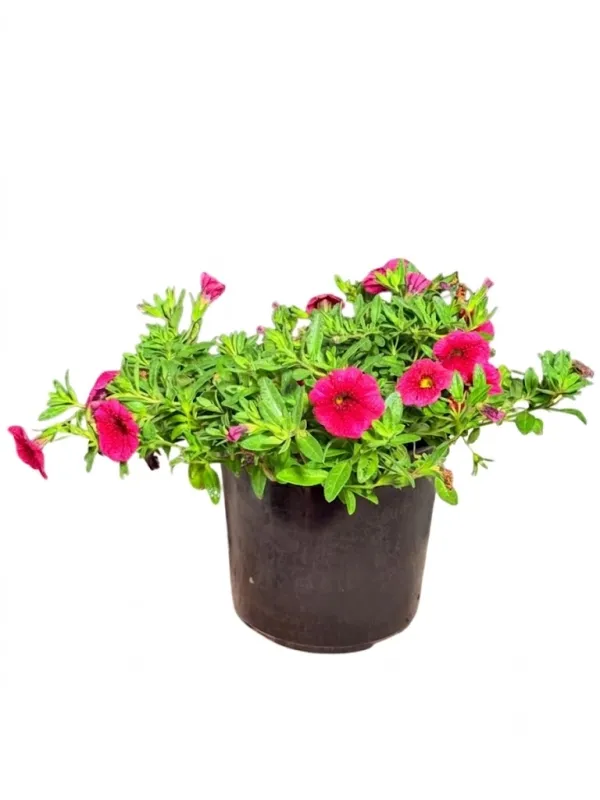 Calibrachoa Colibri "Malibu Pink Million Bells" 15cmPot