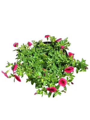 Calibrachoa Colibri "Malibu Pink Million Bells" 15cmPot
