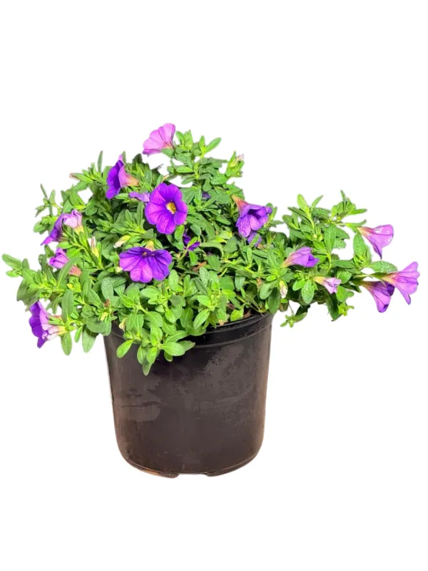 Calibrachoa Colibri "Dark Lavender Million Bells" 15cmPot