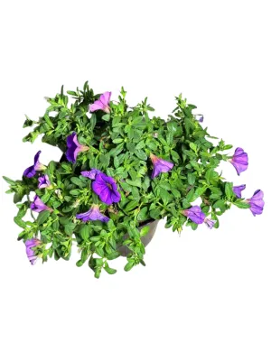 Calibrachoa Colibri "Dark Lavender Million Bells" 15cmPot