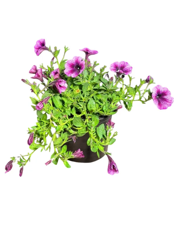 Petunia Cascadias Purple Ice 17cmPot