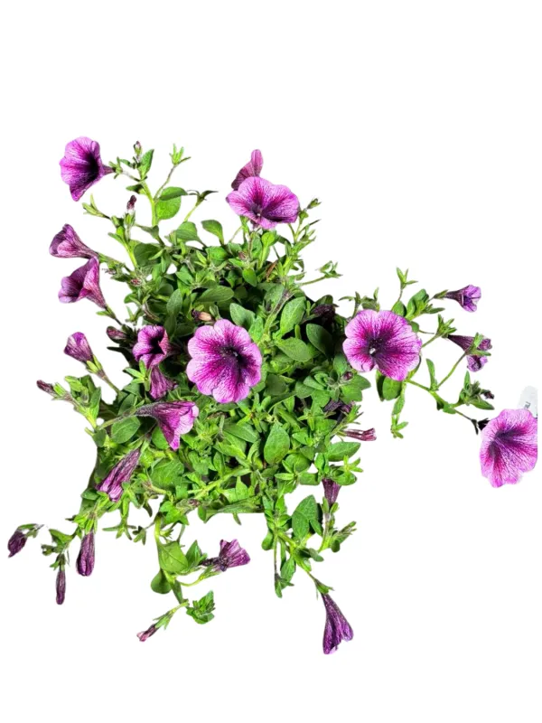 Petunia Cascadias Purple Ice 17cmPot