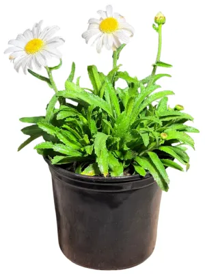 Leucanthemum x Superbum "Daisy Queen" 17cmPot