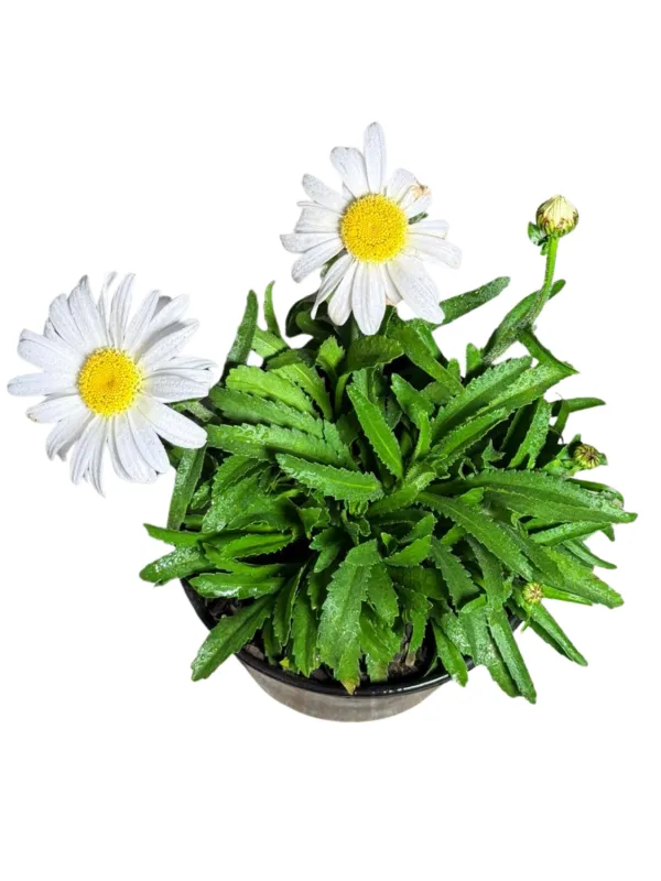Leucanthemum x Superbum "Daisy Queen" 17cmPot