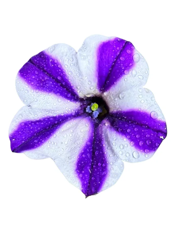 Petunia Hybrid "Blue Diamond" 17cmPot