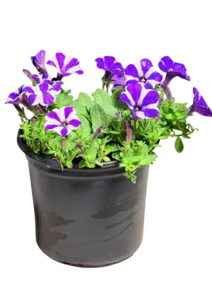 Petunia Hybrid "Blue Diamond" 17cmPot Petunia Hybrid "Blue Diamond" 17cmPot