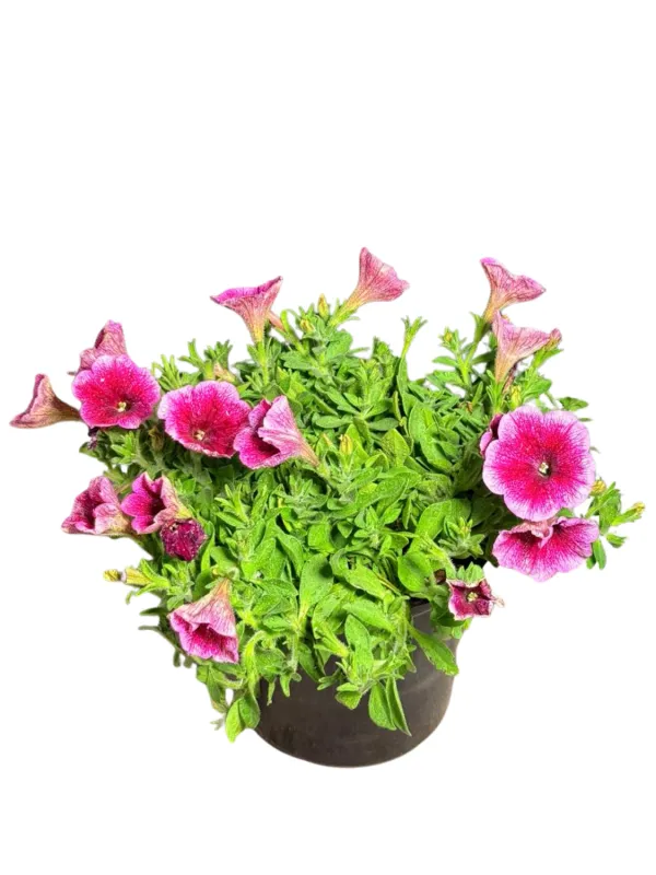 Petunia Capella "Fuchsia Lace" 17cmPot