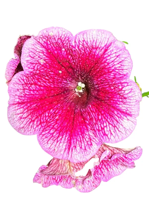 Petunia Capella "Fuchsia Lace" 17cmPot