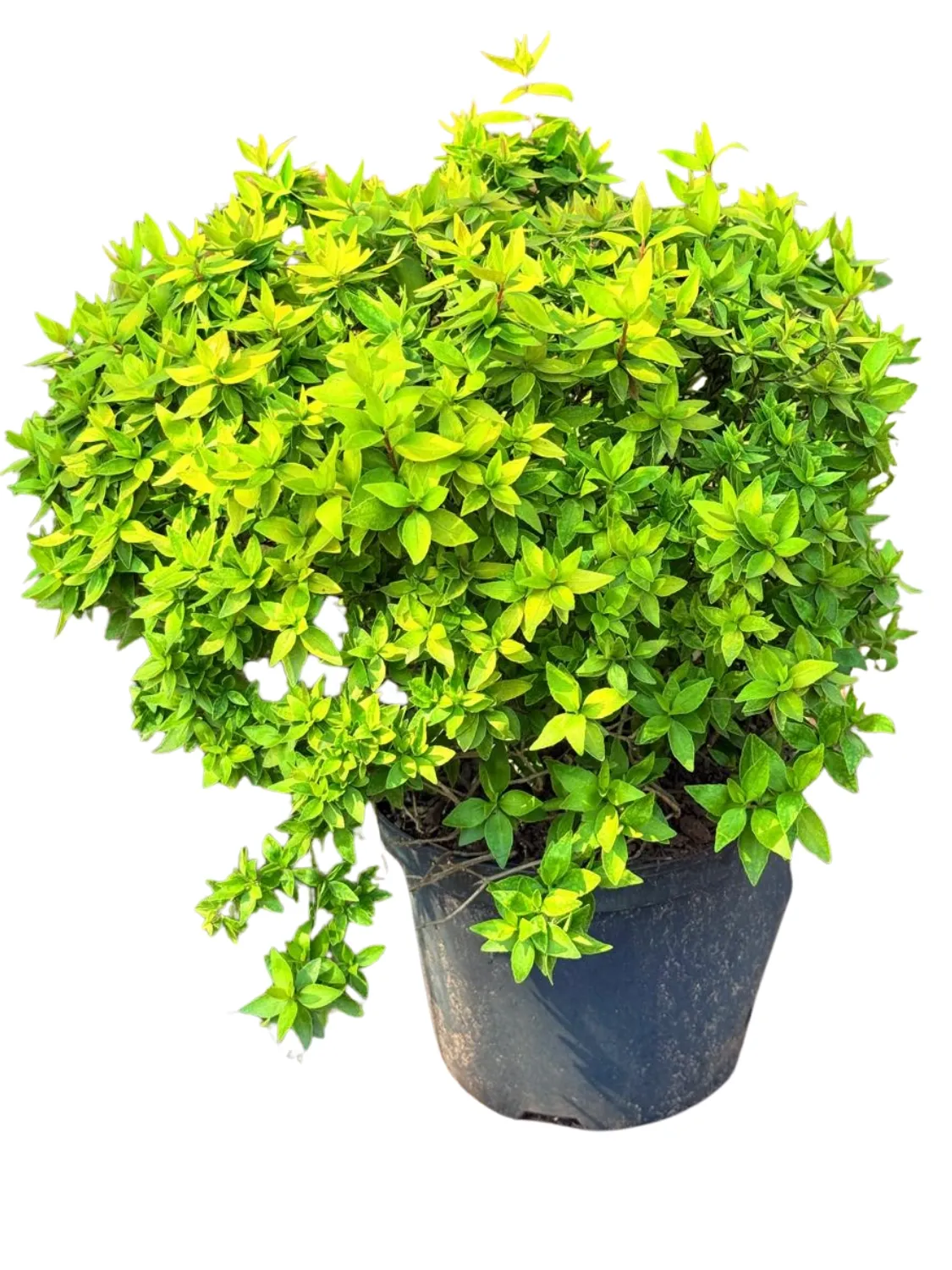 Abelia x Grandiflora "Lemon &amp; Lime Abelia" Ball 20cmPot
