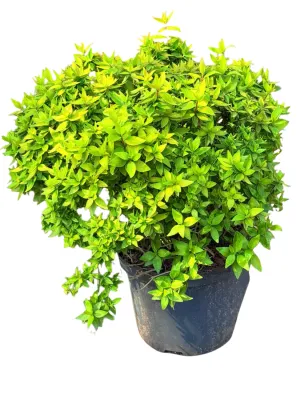 Abelia x Grandiflora "Lemon &amp; Lime Abelia" Ball 20cmPot