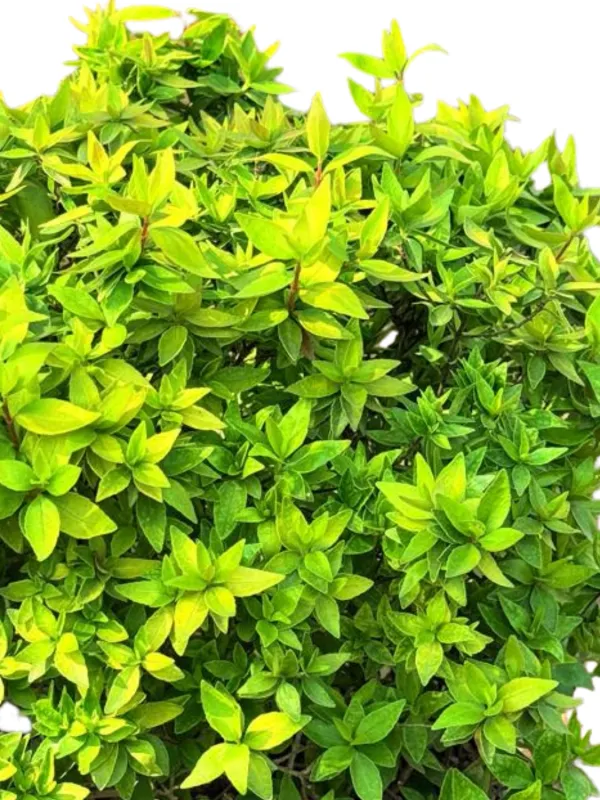 Abelia x Grandiflora "Lemon &amp; Lime Abelia" Ball 20cmPot