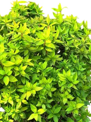 Abelia x Grandiflora "Lemon &amp; Lime Abelia" Ball 20cmPot