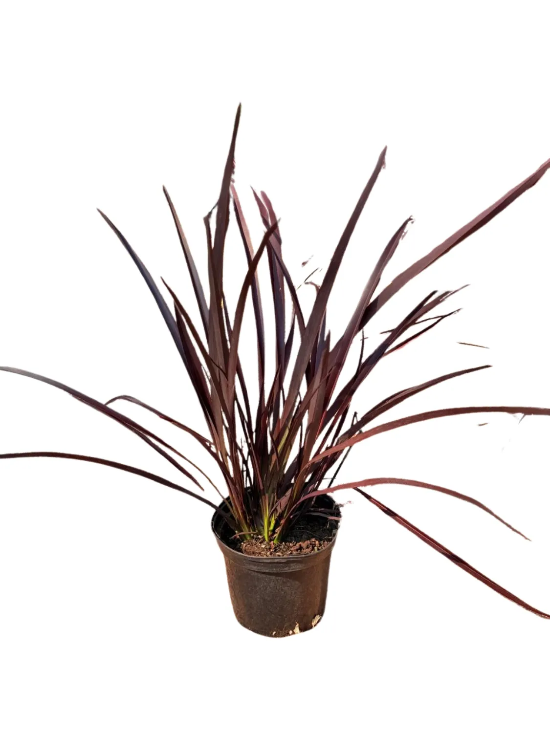 Phormium Ruby Tuesday "New Zealand Flax" 19cmPot