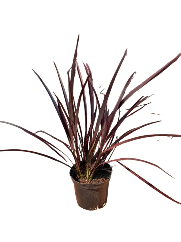 Phormium Ruby Tuesday "New Zealand Flax" 19cmPot