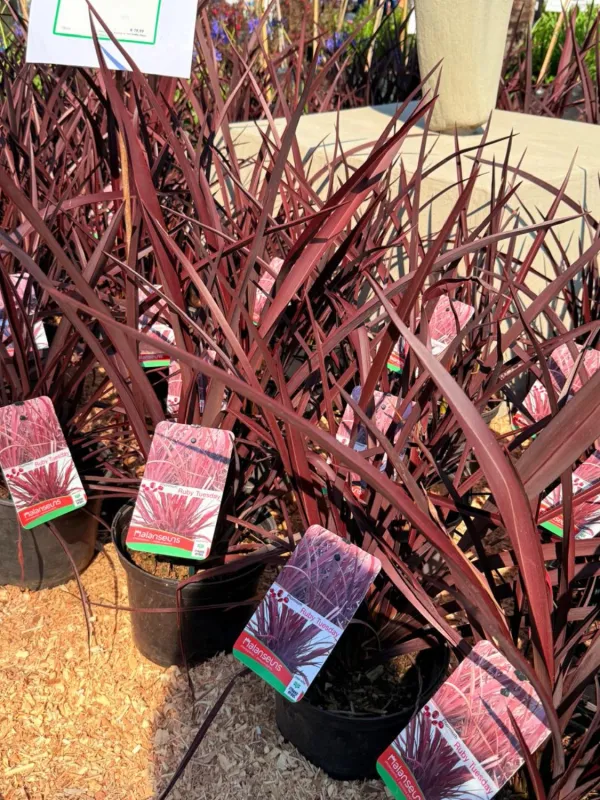 Phormium Ruby Tuesday "New Zealand Flax" 19cmPot