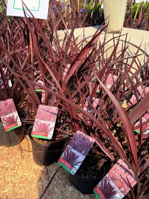 Phormium Ruby Tuesday "New Zealand Flax" 19cmPot
