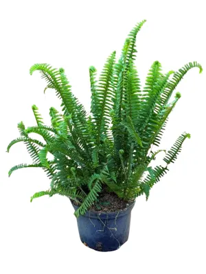 Nephrolepsis Obliterata "Shiva Fern" 17cmPot