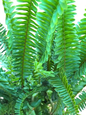 Nephrolepsis Obliterata "Shiva Fern" 17cmPot