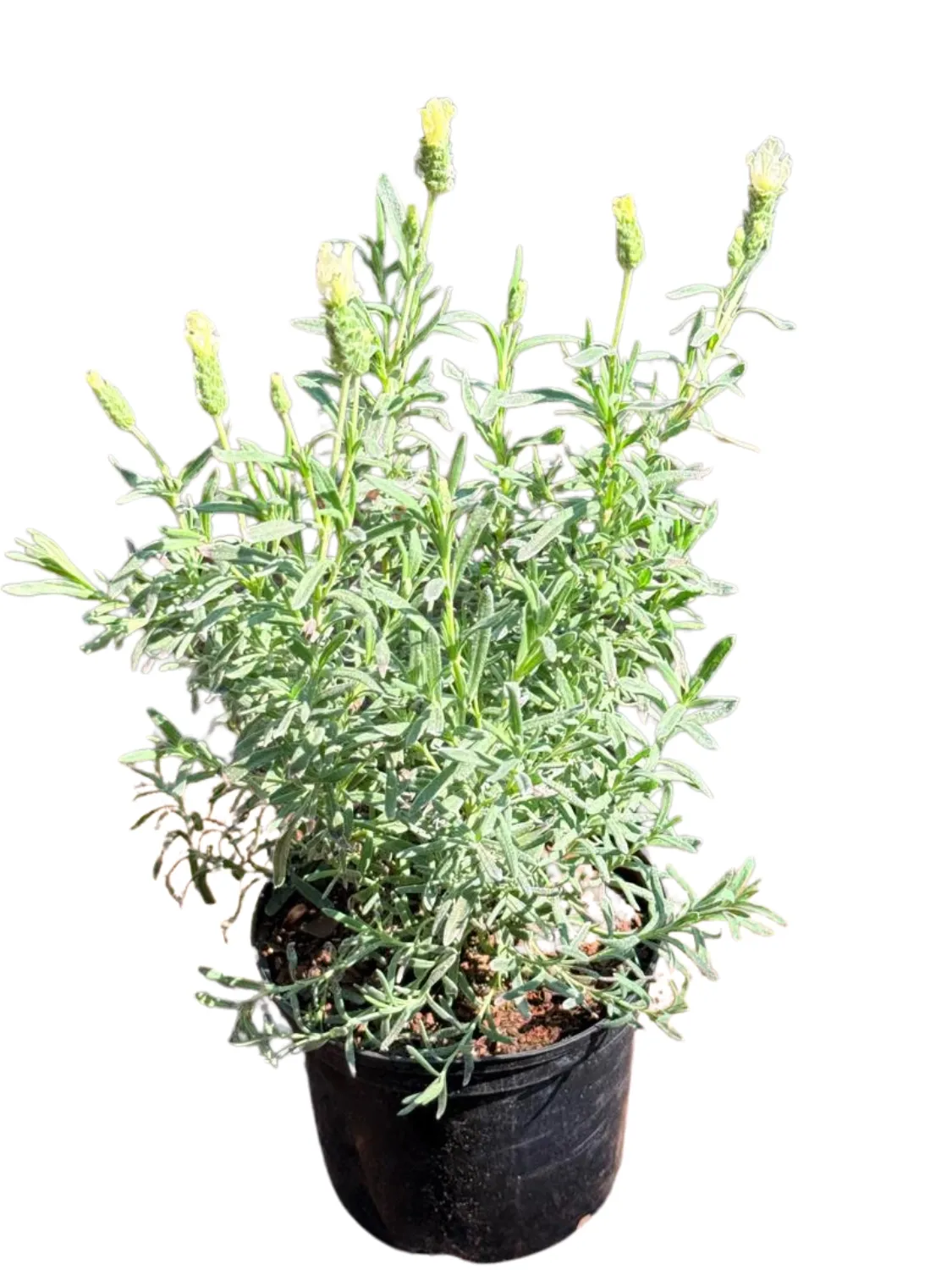 Lavandula Pedunculata 'The Snow Princess Lavender" 15cmPot