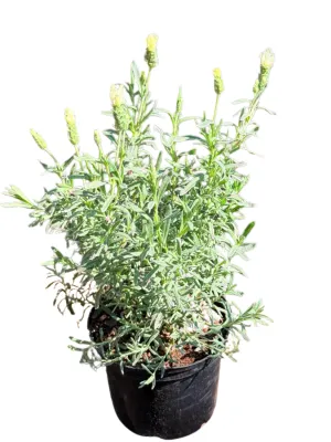 Lavandula Pedunculata 'The Snow Princess Lavender" 15cmPot