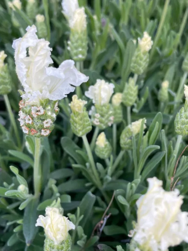 Lavandula Pedunculata 'The Snow Princess Lavender" 15cmPot