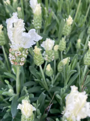 Lavandula Pedunculata 'The Snow Princess Lavender" 15cmPot