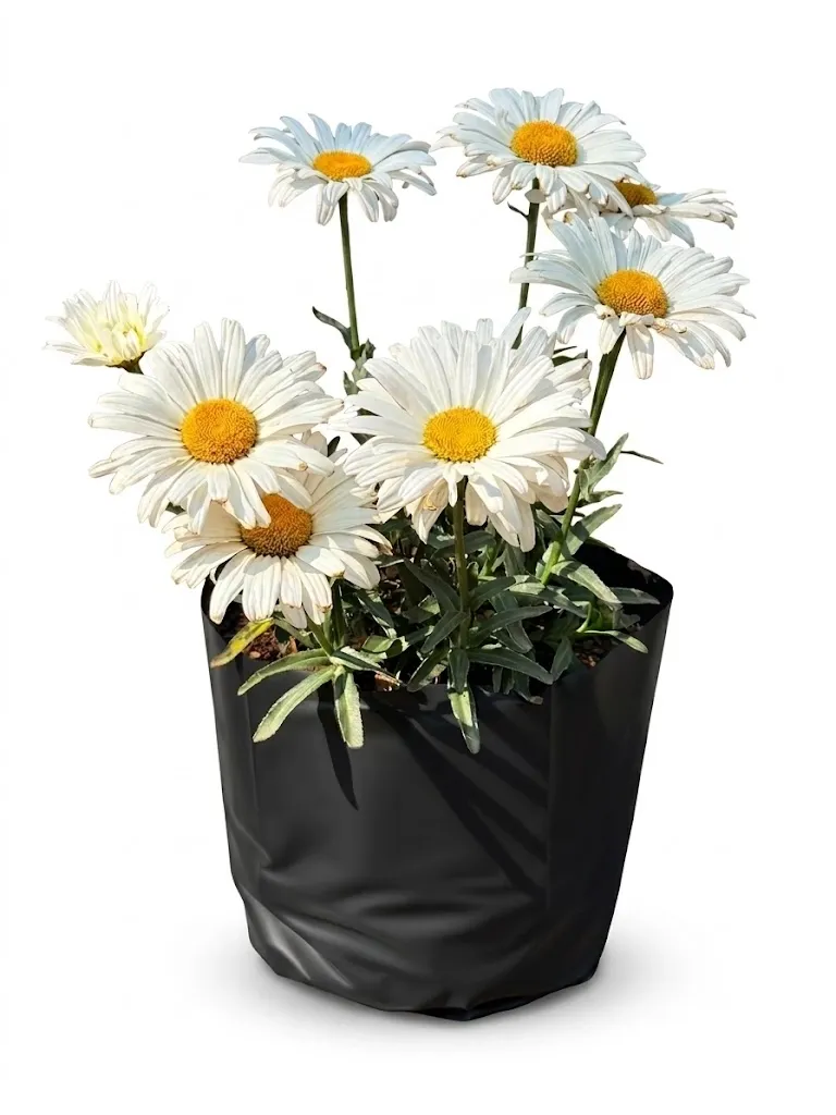 Leucanthemum x Superbum Daisy Mae "Daisy Duke" 10Liter