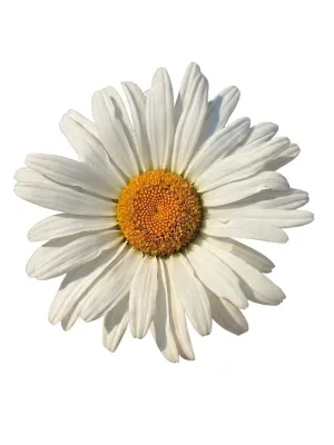Leucanthemum x Superbum Daisy Mae "Daisy Duke" 10Liter