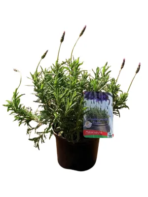 Lavandula Dentata Elegans "Fringed Lavender" 17cmPot