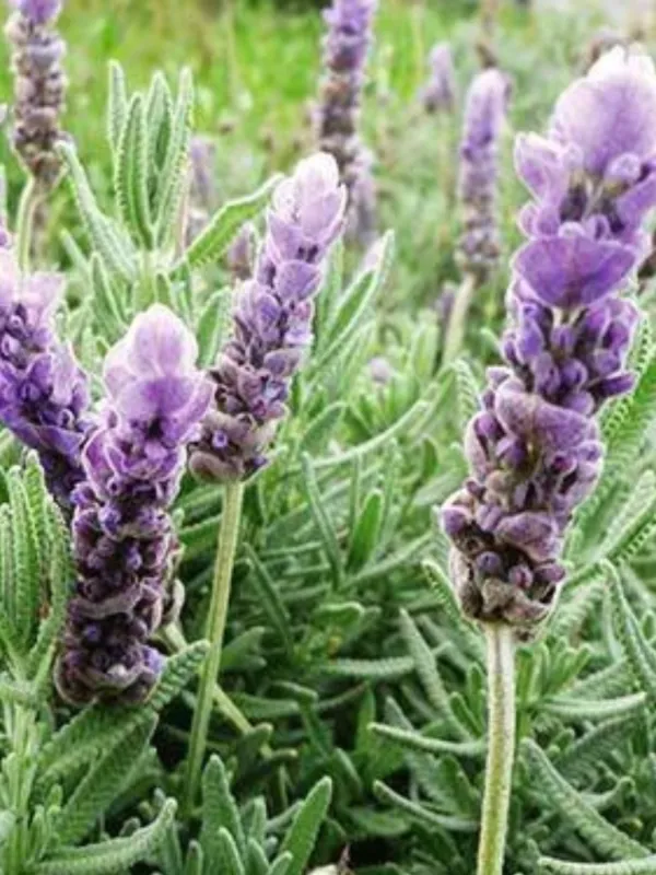Lavandula Dentata Elegans "Fringed Lavender" 17cmPot