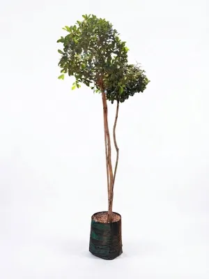 Syzigium Paniculatum "Australian Brush Cherry" Standard 20Liter