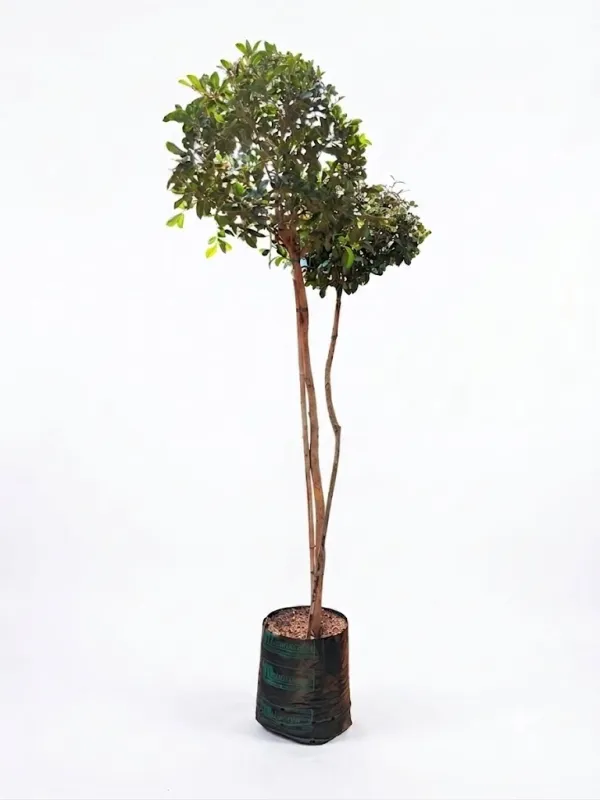 Syzigium Paniculatum "Australian Brush Cherry" Standard 20Liter