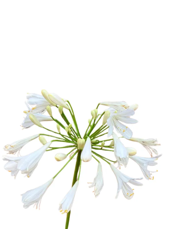 Agapanthus Albus "White African Lily" 4Liter