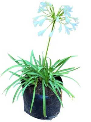 Agapanthus Albus "White African Lily" 4Liter