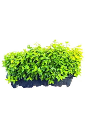 Abelia x Grandiflora "Lemon &amp; Lime" Hedgepot