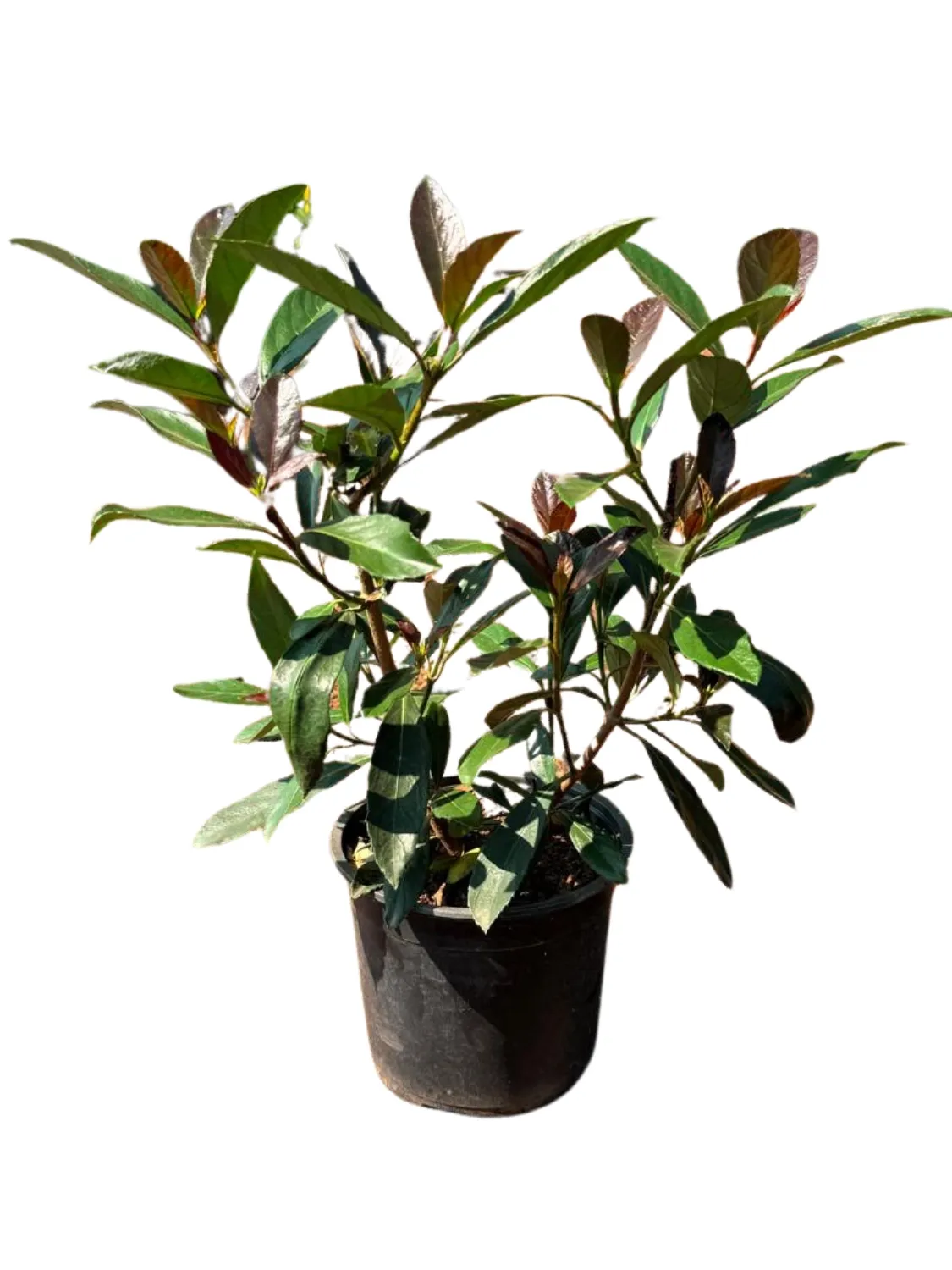 Viburnum Odoratissimum "Coppertop Viburnum" 19cmPot