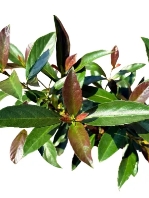 Viburnum Odoratissimum "Coppertop Viburnum" 19cmPot