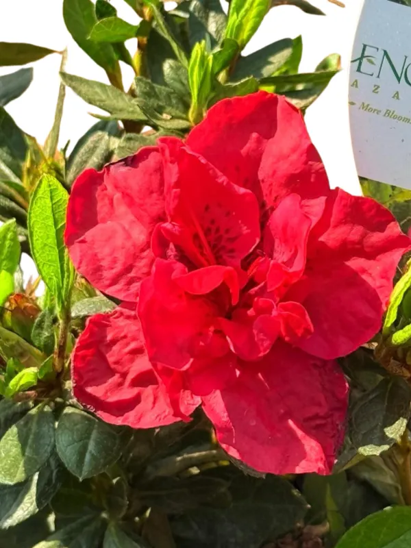 Rhododendron x Encore "Autumn Fire Azalea" 17cmPot