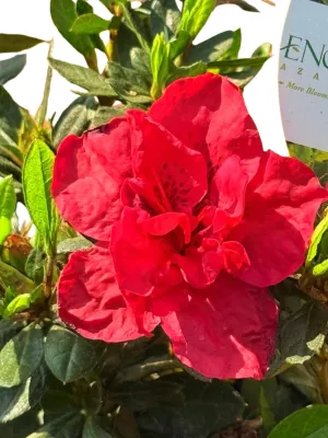 Rhododendron x Encore "Autumn Fire Azalea" 17cmPot