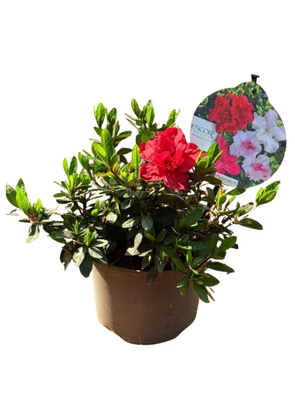Rhododendron x Encore "Autumn Fire Azalea" 17cmPot