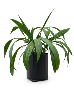 Setaria Megaphylla "Broadleaf Bristle Grass" 4Liter