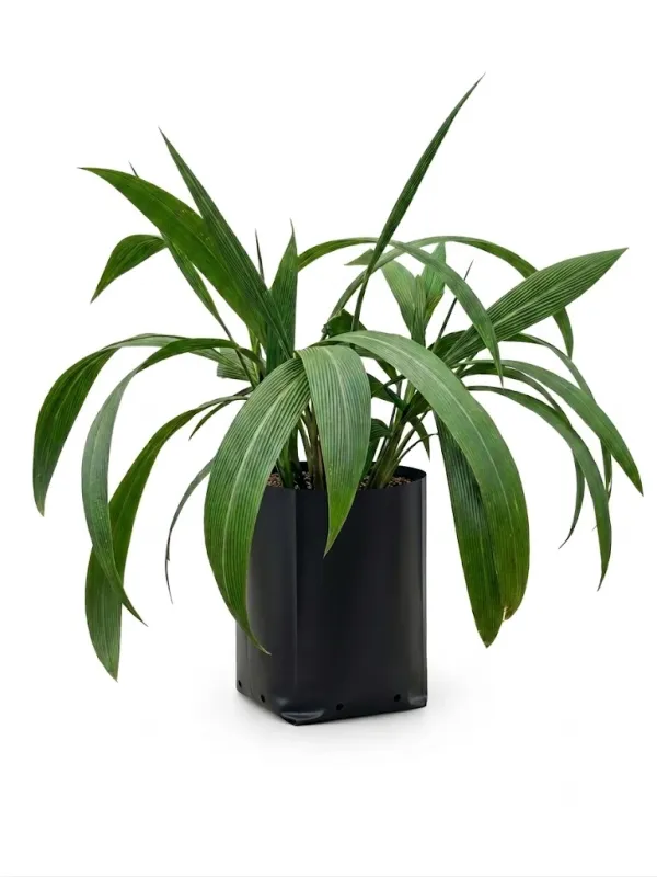 Setaria Megaphylla "Broadleaf Bristle Grass" 4Liter