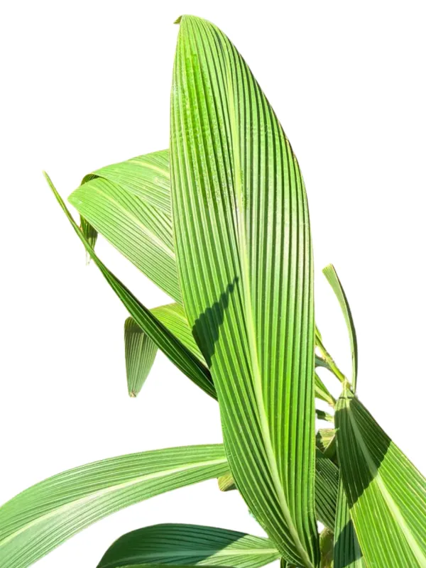 Setaria Megaphylla "Broadleaf Bristle Grass" 4Liter