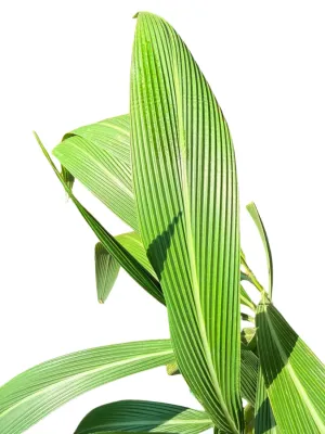 Setaria Megaphylla "Broadleaf Bristle Grass" 4Liter