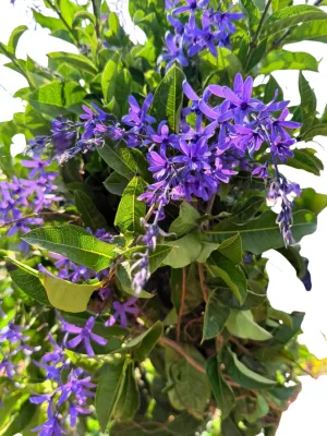 Petrea Volubilis "Queen''s Wreath" 20Liter