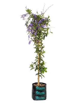 Petrea Volubilis "Queen''s Wreath" 20Liter