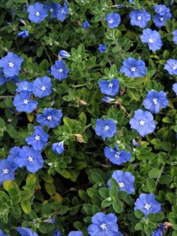Evolvulus Glomeratus "Blue My Mind" 15cmPot