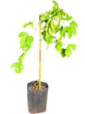 Passiflora Edulis "Christine Granadilla" 10Liter