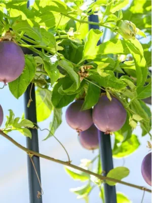 Passiflora Edulis "Christine Granadilla" 10Liter